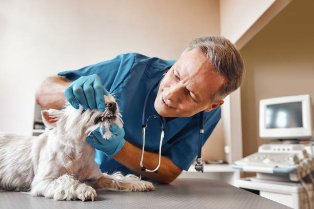 Best Emergency Treatment for Dental Infections or Abscesses in Ocala Estates, FL